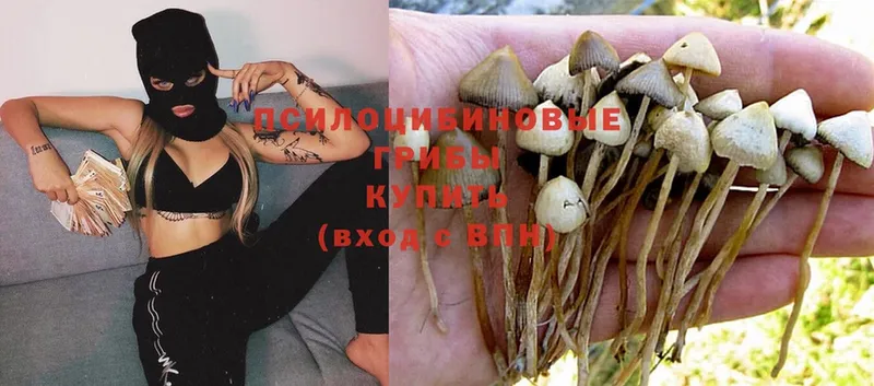 kraken вход  купить закладку  Арск  Псилоцибиновые грибы Psilocybe 